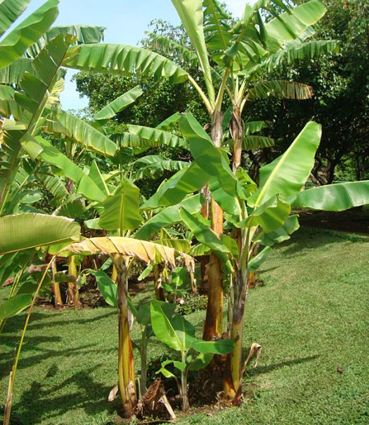 Musa acuminata 'Grand Nain'